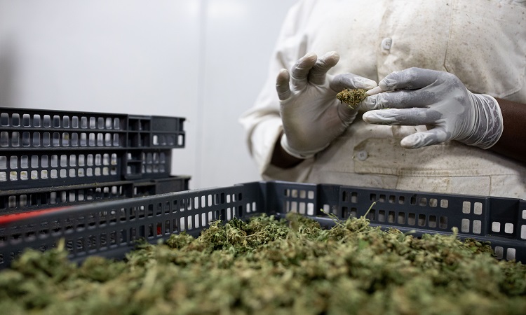 Uganda Sows Seeds Of Medical Marijuana Industry